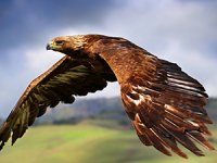 Falkner für einen Tag Falkner für einen Tag
